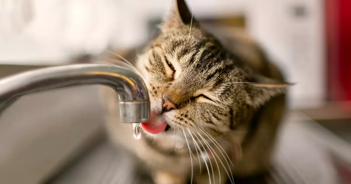 Understanding Why Cats Prefer Faucet Water: Insights and Solutions