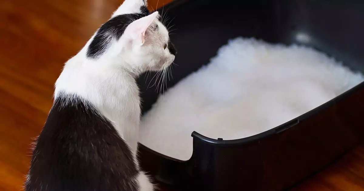 Understanding Why Your Cat Might Avoid the Litter Box: Solutions and Insights