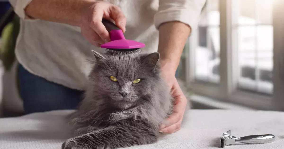 The Essential Guide to Grooming Long-Haired Cats: Keeping Your Feline Fluffy and Fabulous