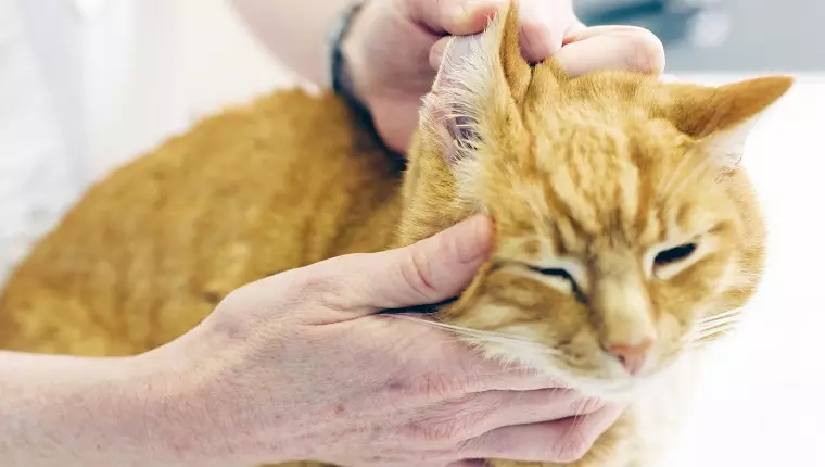 The Essential Guide to Maintaining Your Cat’s Ear Health