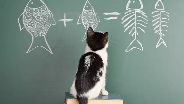 Navigating the Transition: How Back to School Month Affects Your Cat