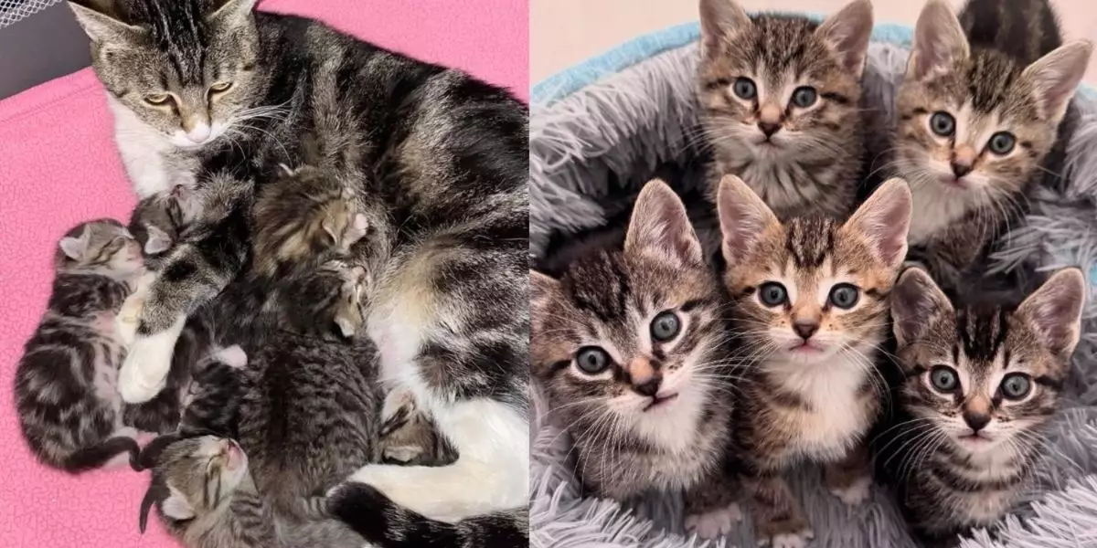 The Heartwarming Tale of a Stray Cat’s New Family