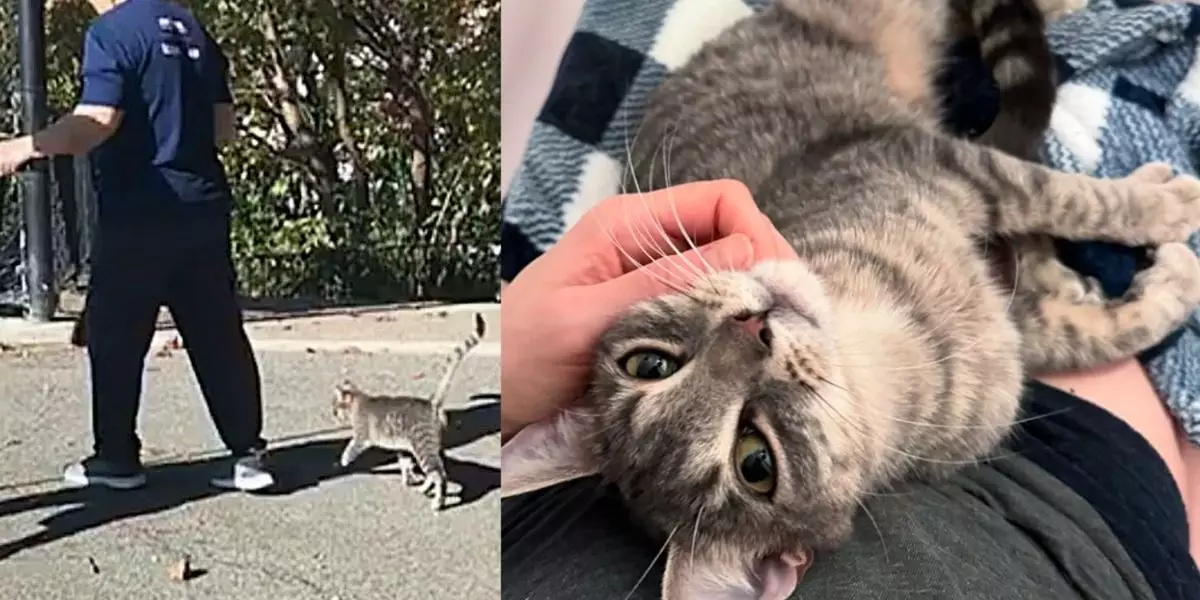 The Heartwarming Journey of a Stray Cat: How Strider Found Her Forever Home