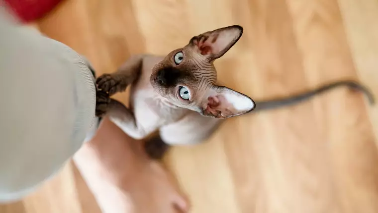 Embracing Baldness: The Allure of Hairless Cats