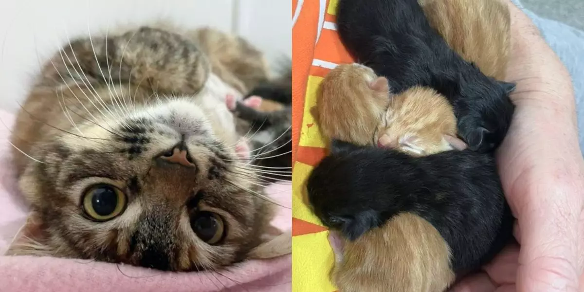 From Rescue to Recovery: Juniper and Her Journey to Motherhood