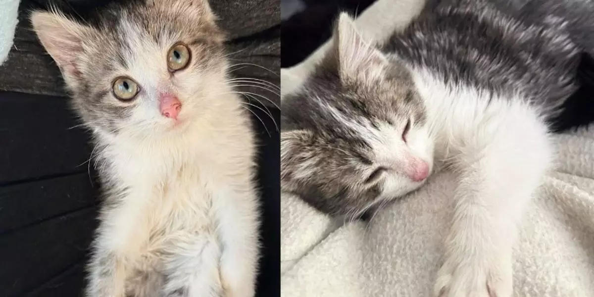 The Heartwarming Journey of Eve: From Homeless Kitten to Cherished Companion