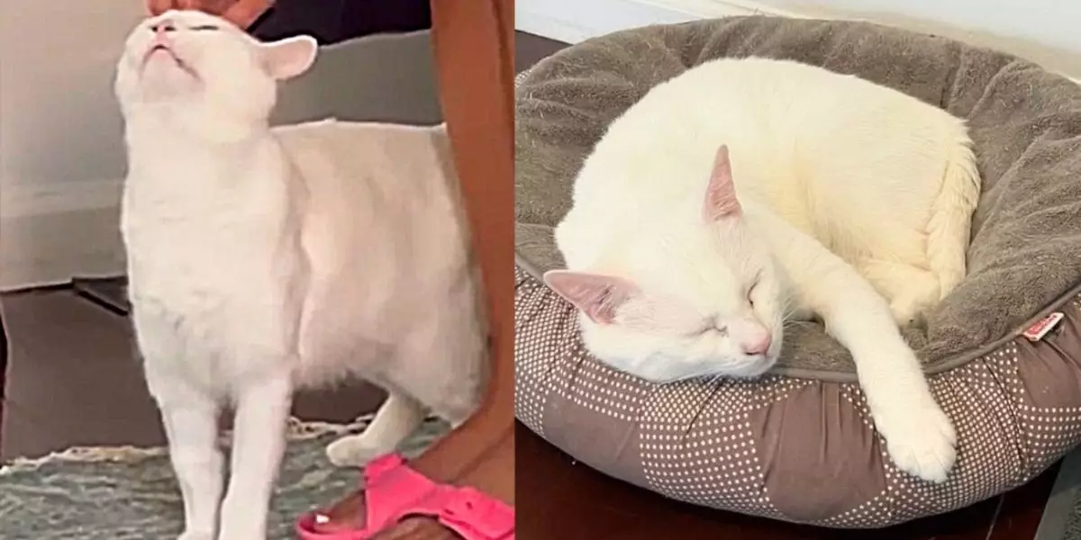 The Journey of Winter: A Stray Cat’s Transformation into a Beloved Pet