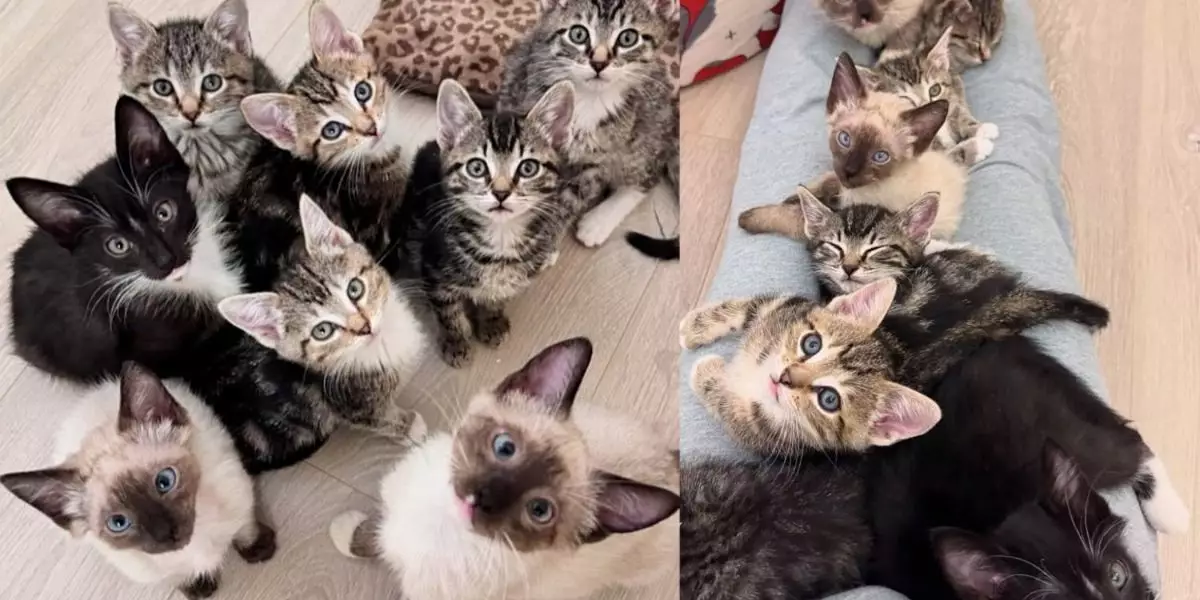 The Heartwarming Journey of Kittens Finding Love and Comfort in Foster Care