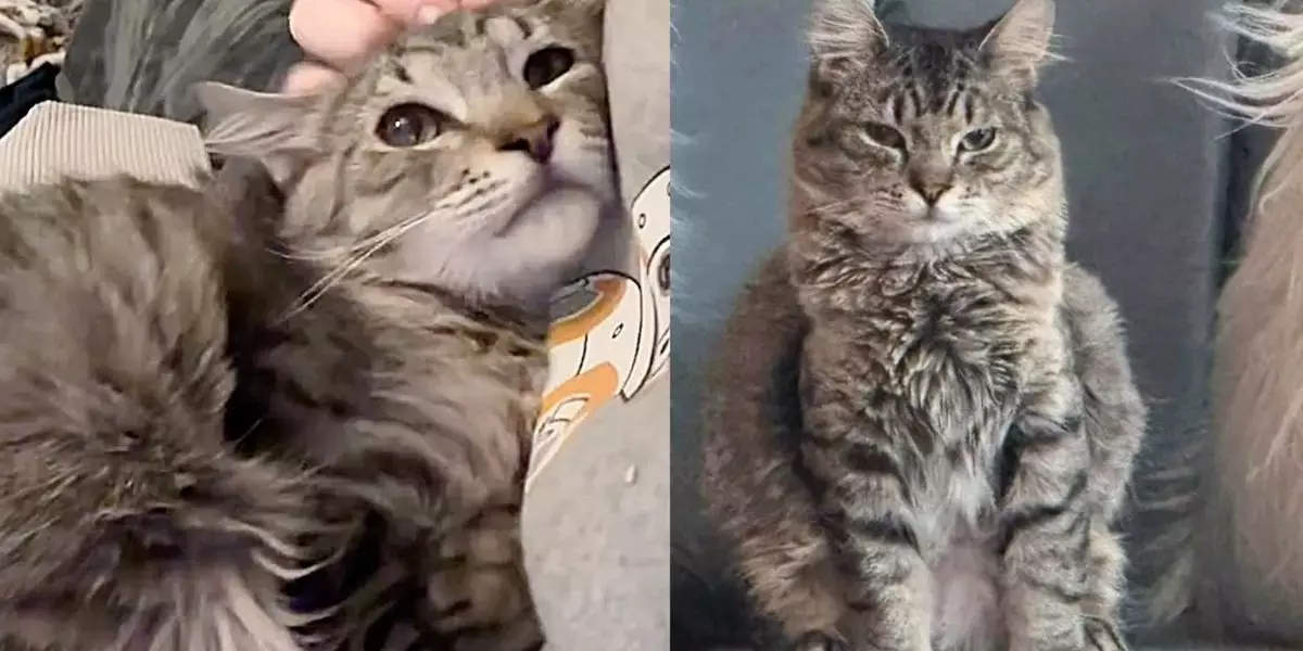 The Heartwarming Transformation of Zeke: From Timid Kitten to Beloved Companion