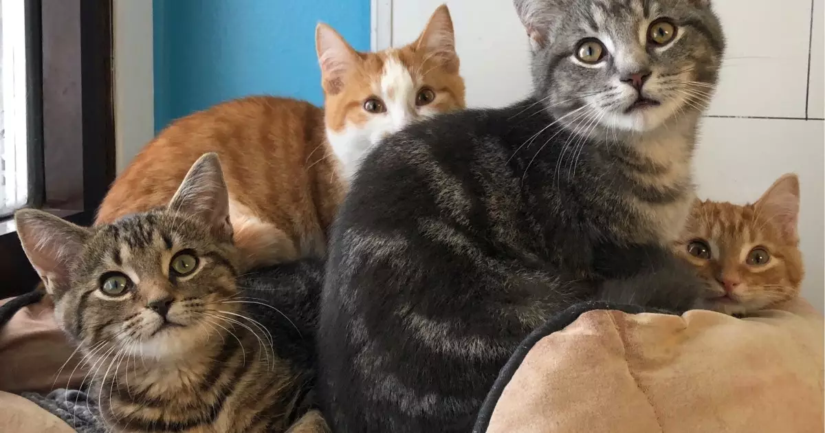 Understanding the Limits: How Many Cats Are Too Many?