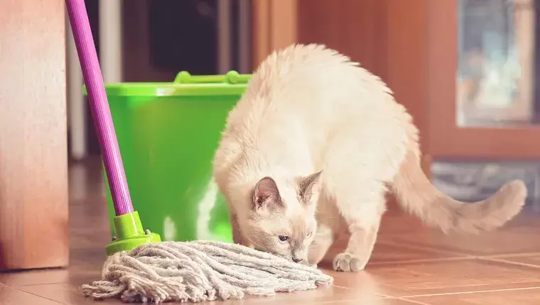 Conquering Cat Urine: Effective Strategies for a Clean Home