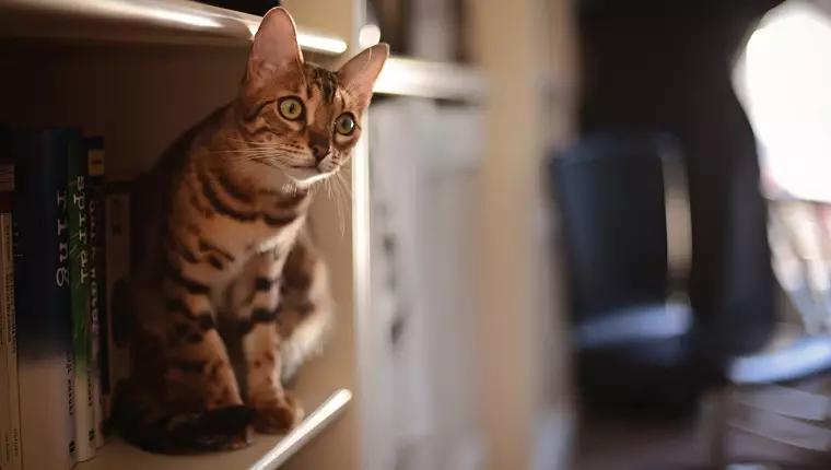 Transform Your Home into a Cat Paradise: Budget-Friendly Tips