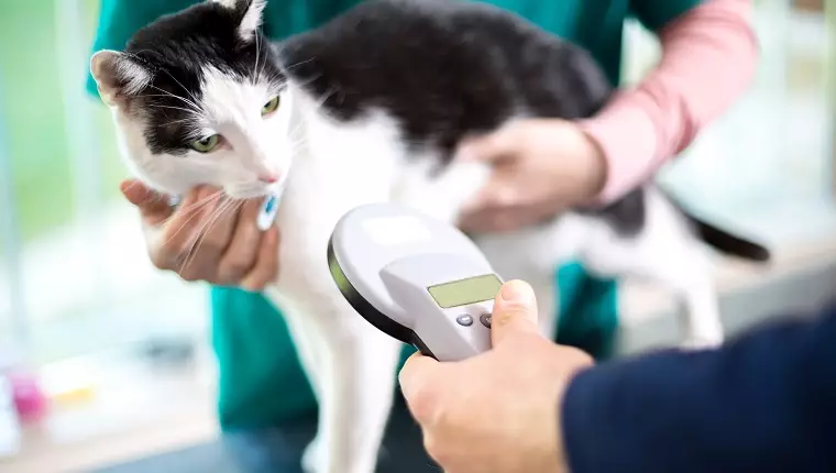 The Importance of Microchipping: Protecting Your Feline Family Member