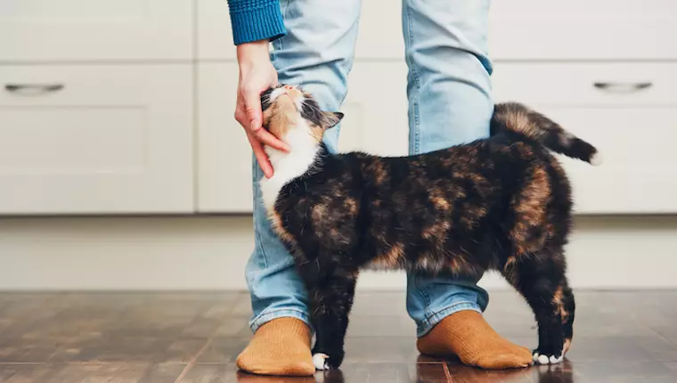 Building Trust with Your Newly Adopted Cat: A Comprehensive Guide