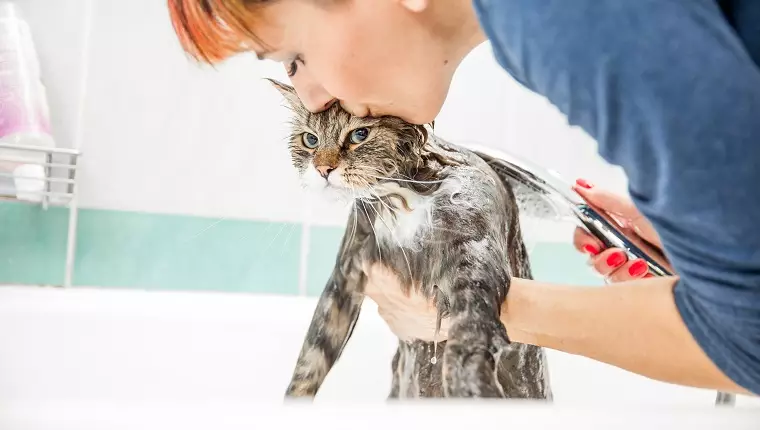 The Ultimate Guide to Bathing Your Cat at Home