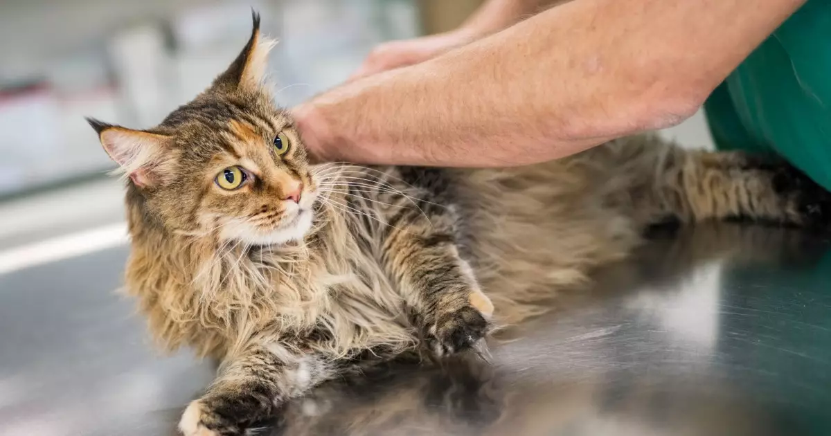 The Benefits of Chiropractic Care for Cats: A Comprehensive Exploration