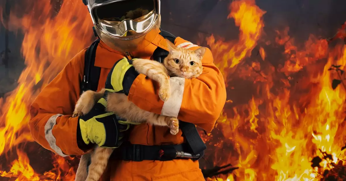 Protecting Your Feline Friends: Navigating the Dangers of Wildfire Smoke