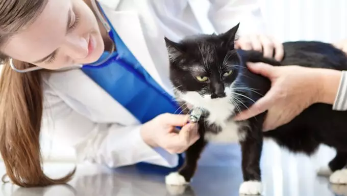 Understanding Epileptic Seizures in Cats: Signs, Causes, and Treatments