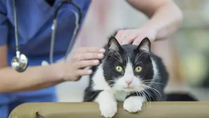 Understanding Splenomegaly in Cats: Symptoms, Causes, and Treatment