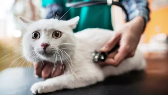 Understanding Hepatomegaly in Cats: Symptoms, Causes, and Treatment