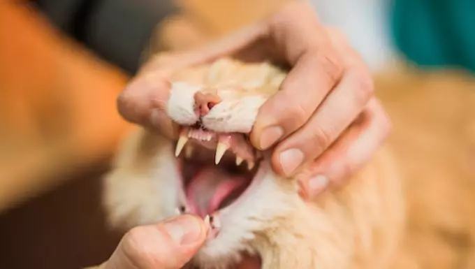 Understanding Gingival Hyperplasia in Cats: Symptoms, Causes, and Care