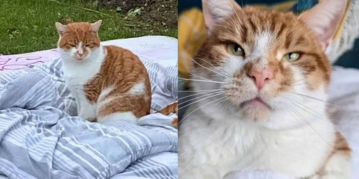 The Inspiring Journey of Applejacks: From Homeless to Beloved Pet