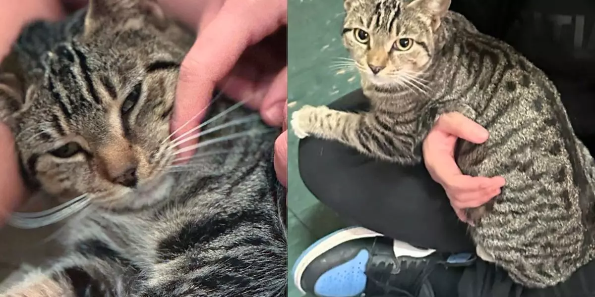 The Touching Rescue Story of Tigerlilly: From Stairwell to Safety