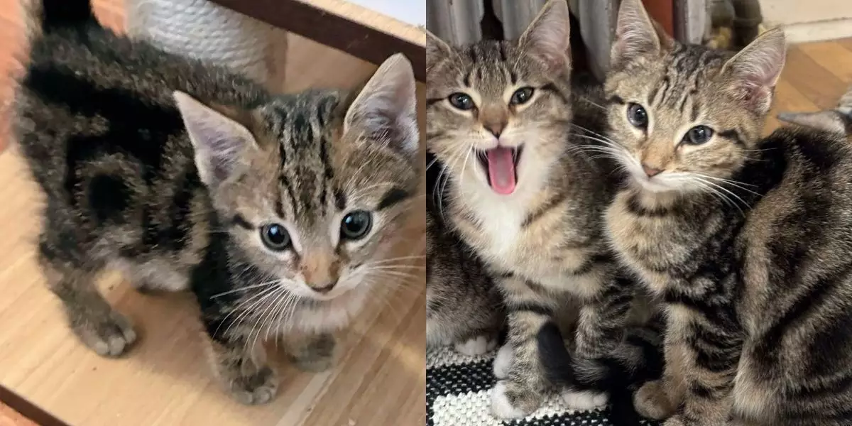 The Heartwarming Journey of a Feline Family: From Stray to Forever Home