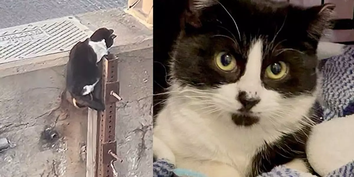 The Rescue of Perry: How Community Action Transformed a Stray Cat’s Fate