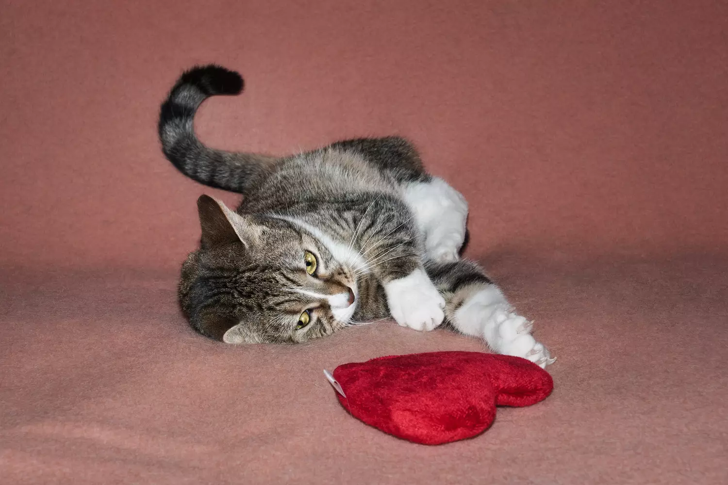 Love Beyond the Human Realm: Valentine’s Day Unleashed for Pets