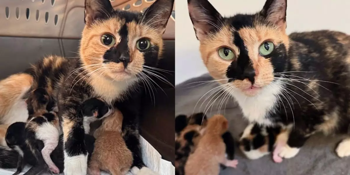 The Remarkable Journey of Regina: A Calico Cat’s Transformation in Sanctuary