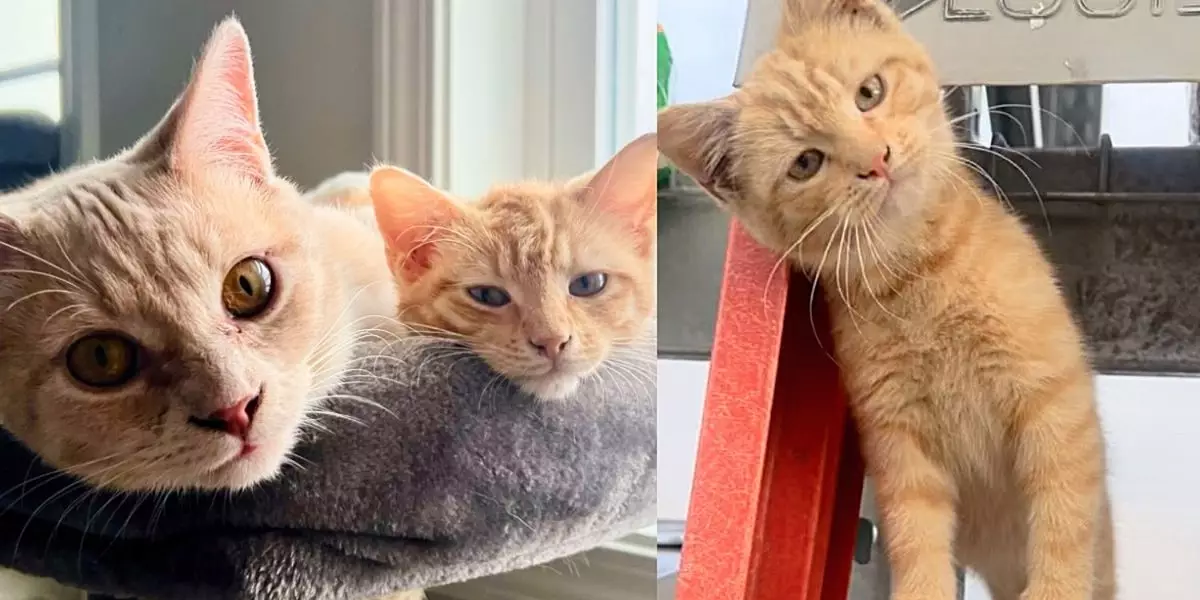 The Remarkable Journey of Gus: From Abandoned Kitten to Beloved Family Member