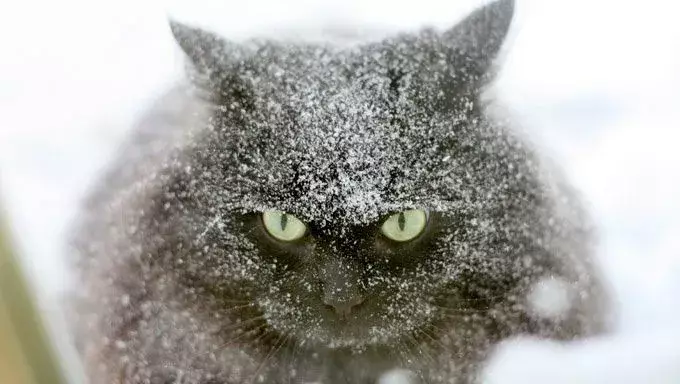 Winter Blizzards: Essential Care Tips for Your Feline Friend