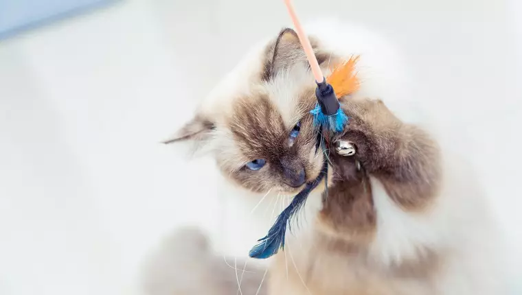 Creative and Cost-Effective DIY Cat Toys for Your Feline Friend