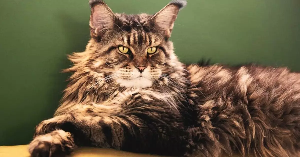 The Majestic Felines: Cat Breeds That Embody Royalty