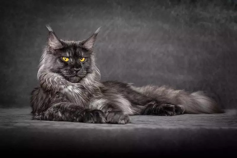 The Enchanting World of Maine Coon Cats: A Comprehensive Guide