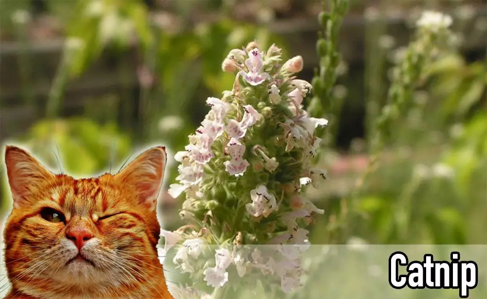 The Fascinating World of Catnip: Understanding Its Effects on Your Feline Friend