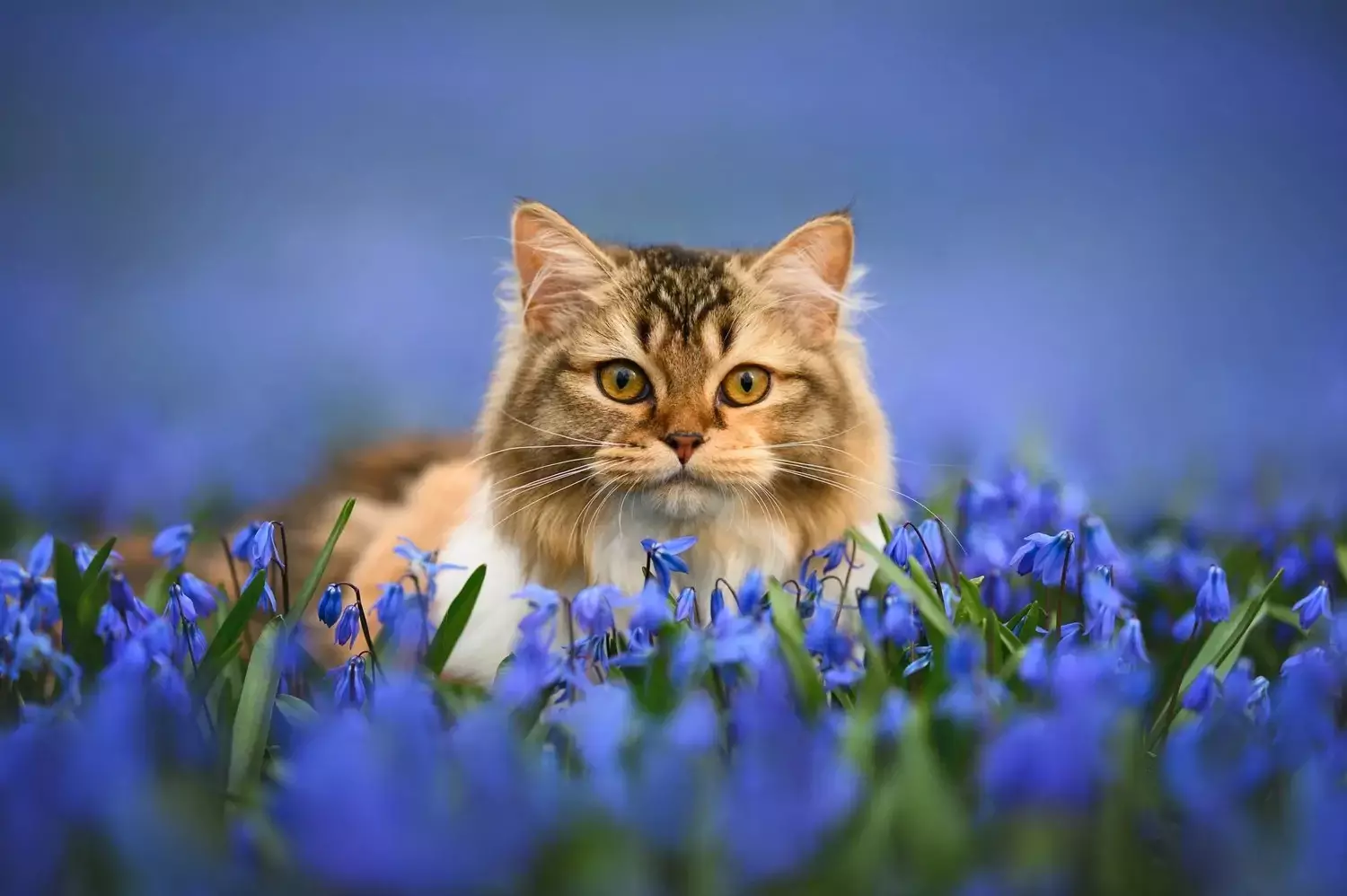 Capturing the Essence of Felines: A Guide to Showcasing Cat Portraits in Your Home