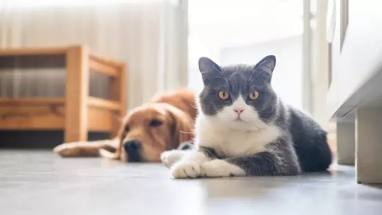 The Purrfect Choice: Why Cats Outshine Dogs as Pets