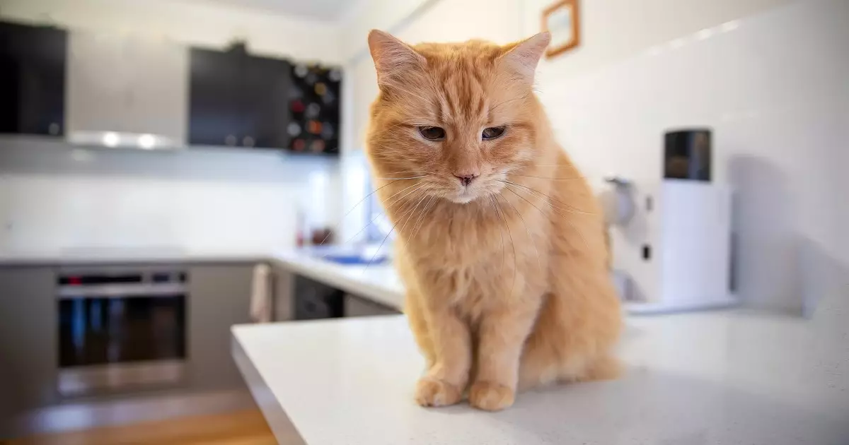 Keeping Cats Off Kitchen Counters: Strategies for a Safe Home