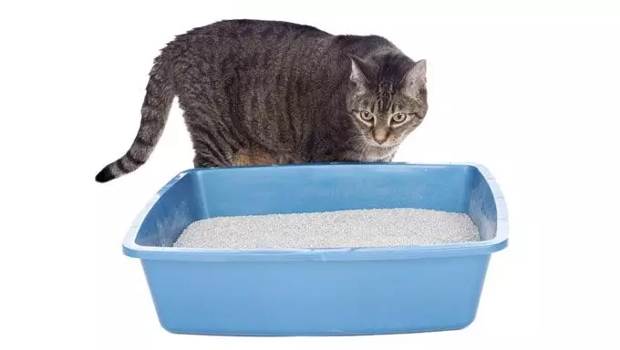 Understanding Your Cat’s Litter Box Habits: A Comprehensive Guide