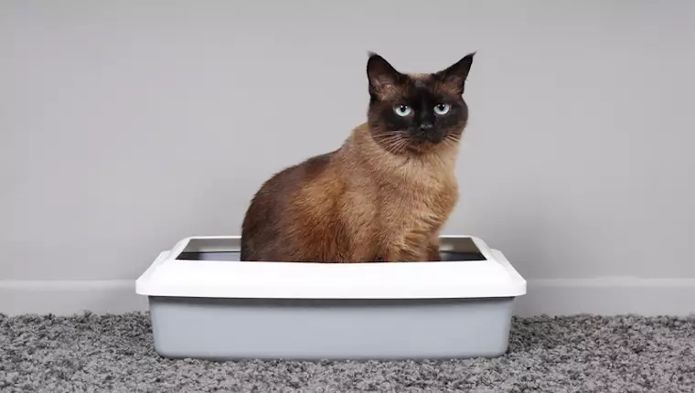 Mastering Litter Box Training for Your New Cat: A Comprehensive Guide