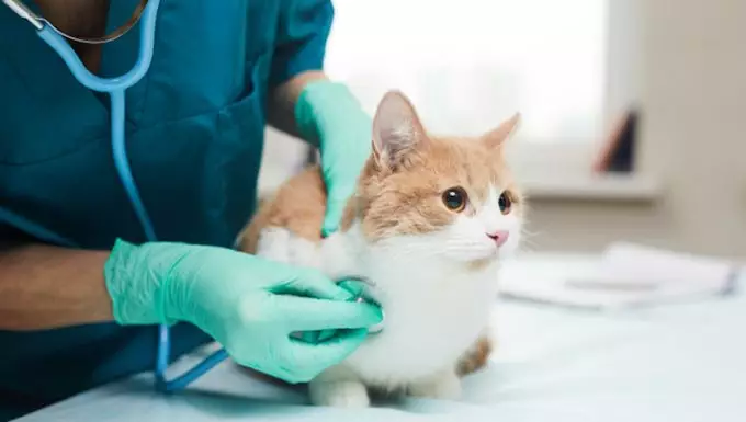 Understanding Hypercalcemia in Cats: Risks, Symptoms, and Treatments