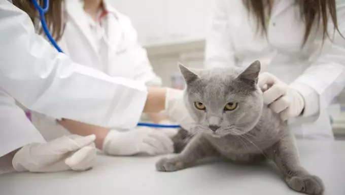 Understanding Estrus Symptoms Post-Spaying: What Cat Owners Should Know