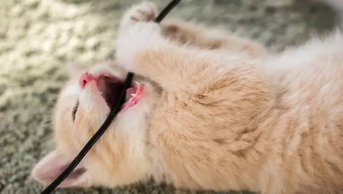 Understanding Electric Cord Bite Injuries in Cats