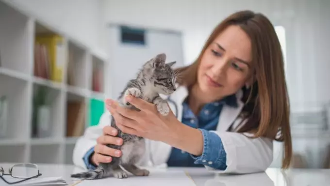 Understanding E. Coli Infection in Cats: Risks, Symptoms, and Treatment