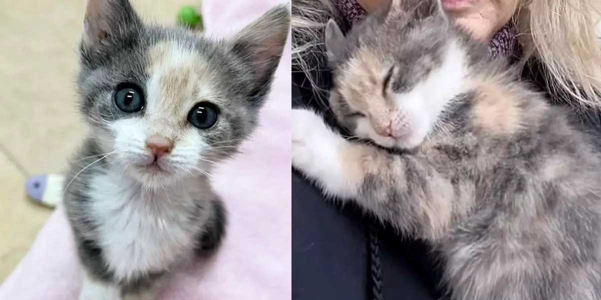 The Journey of Pecan: A Brave Kitten’s Triumph Over Adversity