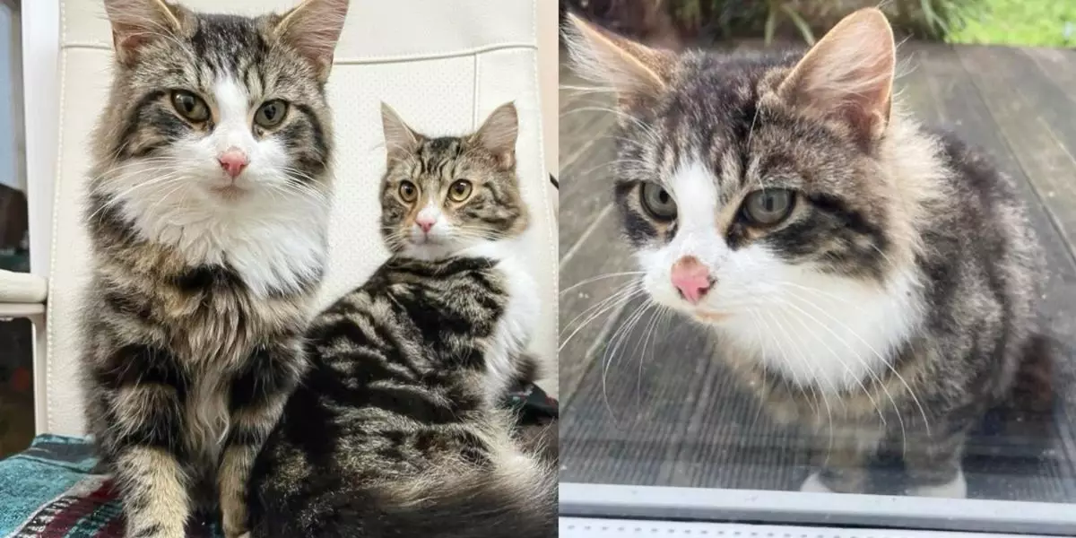 Rescue and Reunion: The Heartwarming Tale of Two Tabby Cats