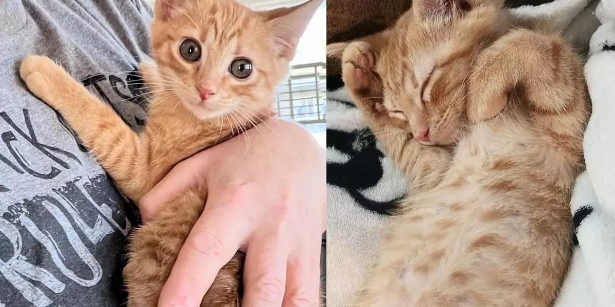 The Unbreakable Bond: How Two Stray Kittens Found Family and Forever Homes