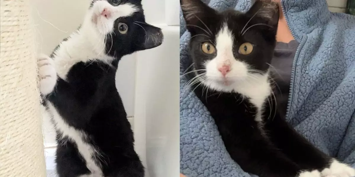 The Transformation of Mayhem: A Rescue Kitten’s Journey from Fear to Love